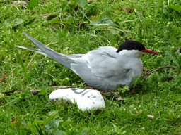 Arctic Turn, Farne Islands, Northumberland