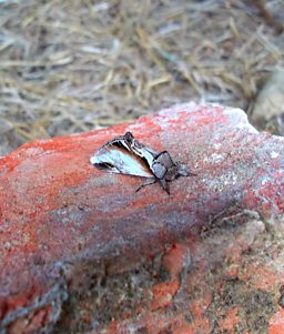 Ellie's Moth Photos