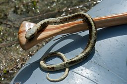The Snake!