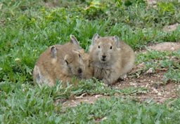 A pair of Plateau Pika