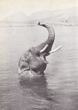 CHARLIE THE ELEPHANT