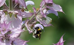 Bumblebee on Salvia flower