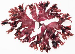 Dulse farmed in Denmark