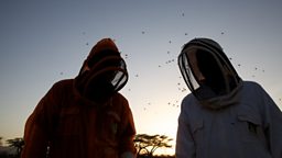 Filming crew in bee suits