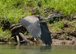A blue heron on the Delta