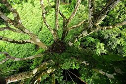 A view from above the Harpy Eagle nest