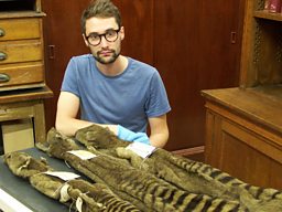 Reporter Nick Crumpton with Thylacine skin at University Museum of Zoology, Cambridge