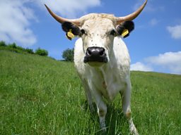 ADAM’S FARM: WHITE PARK CATTLE