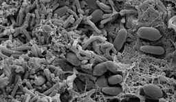 Kefir Organisms