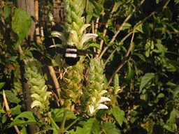 Panda Bee!