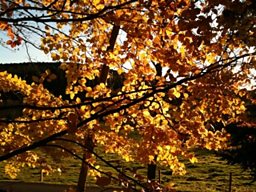 Autumn leaves