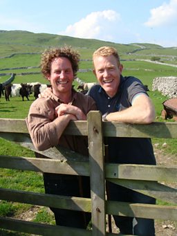 Limestone Belties 