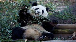 Serious bamboo eaters