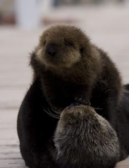 Sea Otter mother holds up newborn pup