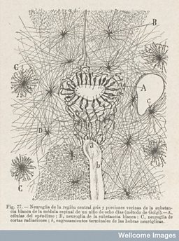 Neuroglia of the grey central region 