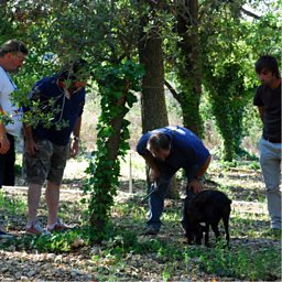 Mirette the truffle seeking dog 