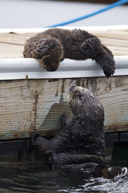 Sea Otter pup rests on dock