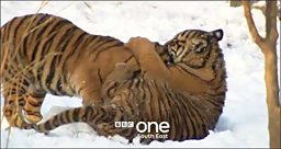 Video feature: Sumatran tiger cubs 
