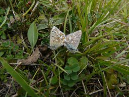 Adonis Blue butterfly pair