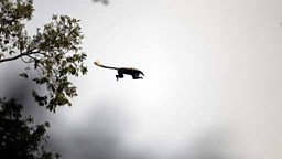Colobus monkey leaps to safety