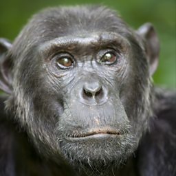 Brutus, leader of the Gorge Chimps