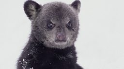 Photo: Black bear cub