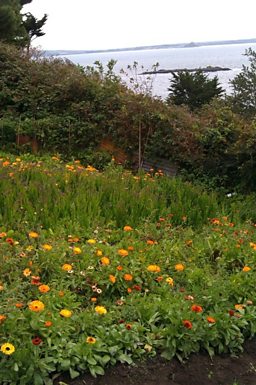 Bill Harvey’s flower meadow