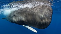 Sperm Whale (Dominica)
