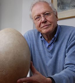 David Attenborough and his giant egg