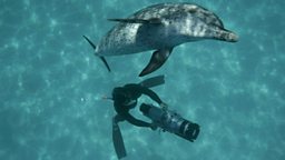 Filming Atlantic spotted dolphins