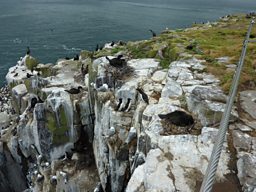 The view while broadcasting on the Farne Islands - shag, guillemot, razorbill, kittiwake