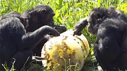 Photo: Chimps