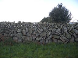 A dry stone wall sheltering a flower field at Churchtown Farm, St Martin’s, Isles of Scilly