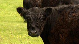 Royal Highland Show Food Challenge