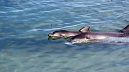 Baby and mother bottlenose dolphin