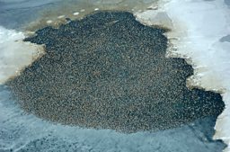 Eider flock, Alaska