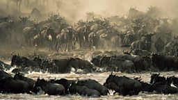 Wildebeest