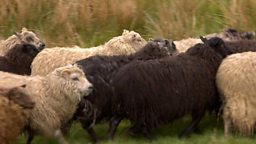 Wool