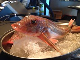 A GURNARD