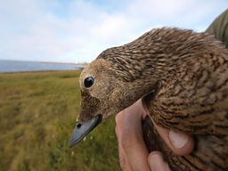 Close up of a female Eider duck