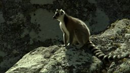 Sub-zero Lemurs