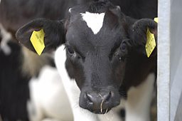 Tom Asks If Veal Is The Answer