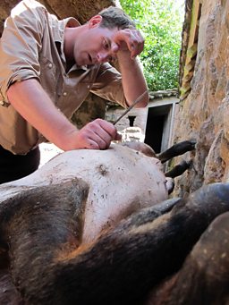 Medieval butchery