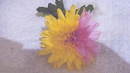 Two-tone Chrysanthemums