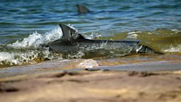 Dolphin catching fish