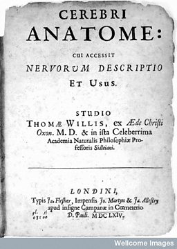 Cerebri Anatome 