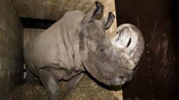 Northern White Rhino