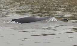 Ganges River Dolphin in the Brahmaputra