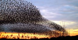 Starlings Come Home To Roost