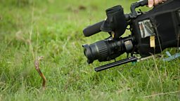 Camera vs. Cobra